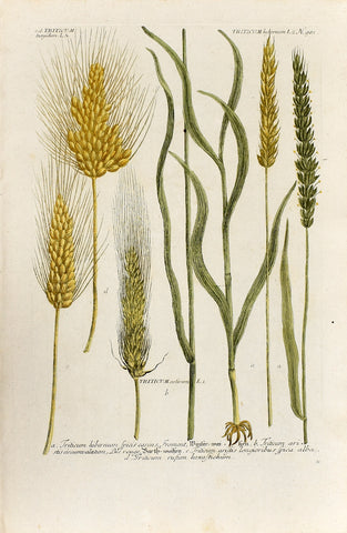 Johann Wilhelm Weinmann (1683-1741) Triticum (Wheat) N. 981