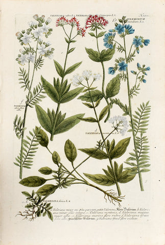 Johann Wilhelm Weinmann (1683-1741) Valeriana (Valerian) & Polemonium (Jacob’s Ladder) N. 1001