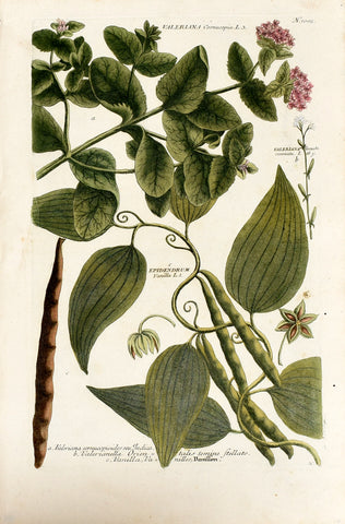 Johann Wilhelm Weinmann (1683-1741) Valeriana (Valerian) & Vanilla (Vanilla) N. 1002