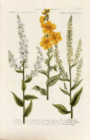 Johann Wilhelm Weinmann (1683-1741) Verbascum (Mullein) N. 1003