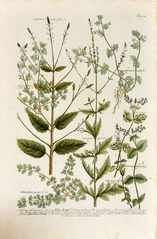 Johann Wilhelm Weinmann (1683-1741) Verbena (Vervain) & Veronica (Speedwell) N. 1004