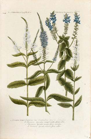 Johann Wilhelm Weinmann (1683-1741) Veronica (Speedwell) N. 1005