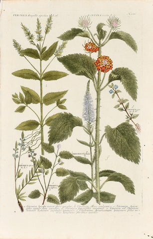Johann Wilhelm Weinmann (1683-1741) Veronica (Speedwell) & Lantana N. 1006