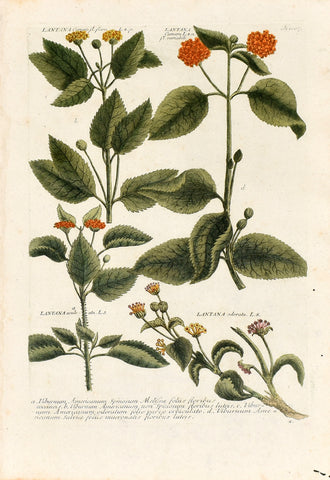 Johann Wilhelm Weinmann (1683-1741) Lantana N. 1007