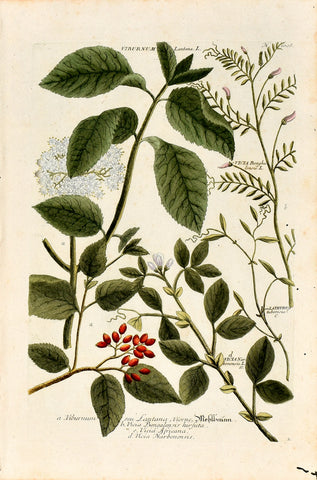 Johann Wilhelm Weinmann (1683-1741) Viburnum lantana (Wayfaring Tree) & Vicia (Purple Vetch) N. 1008