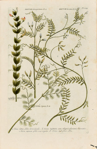Johann Wilhelm Weinmann (1683-1741) Ervum (Lentil Vetch) & Vicia & Lathyrus N. 1009