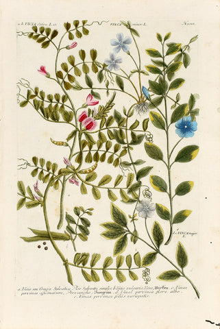 Johann Wilhelm Weinmann (1683-1741) Vicia (Vetch) & Vinca (Periwinkle) N. 1010