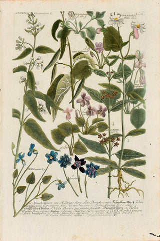 Johann Wilhelm Weinmann (1683-1741) Asclepias (Milkweed) & Viola (Violet) N. 1011