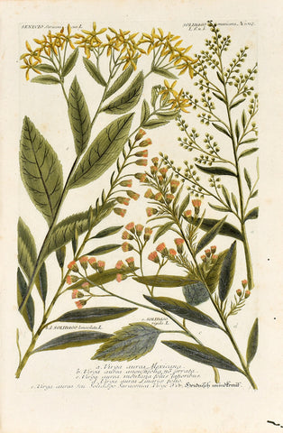 Johann Wilhelm Weinmann (1683-1741) Solidago (Goldenrod) & Senecio (Ragwort) N. 1012