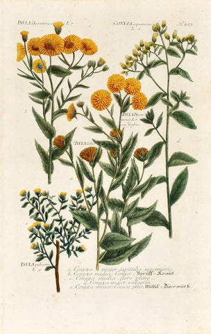 Johann Wilhelm Weinmann (1683-1741) Inula (Elecampane) & Conyza (Fleabane) N. 423