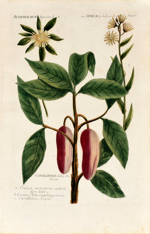 Johann Wilhelm Weinmann (1683-1741) Buphthalmum (Ox-eye) & Senecio (Ragwort) N. 424