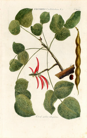 Johann Wilhelm Weinmann (1683-1741)Erythrina corallodendrum (Coral Tree) N. 425