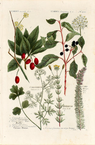 Johann Wilhelm Weinmann (1683-1741) Cornus (Dogwood) & Coriandrum (Coriander) N. 429