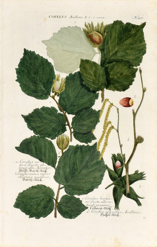 Johann Wilhelm Weinmann (1683-1741) Corylus avellana (Hazel) N. 431