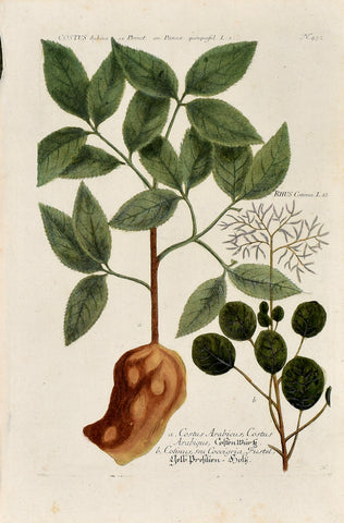 Johann Wilhelm Weinmann (1683-1741) Costus (Costus) & Rhus cotinus (Smoke Tree) N. 432