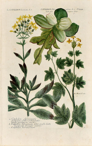 Johann Wilhelm Weinmann (1683-1741) Cotyledon (Navelwort) N. 434