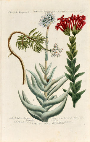 Johann Wilhelm Weinmann (1683-1741) Crassula (Stonecrop) N. 435