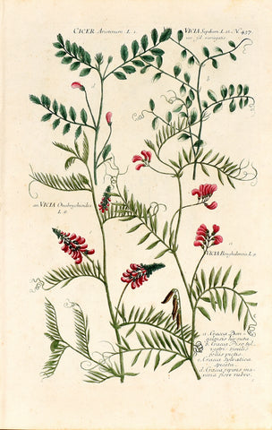 Johann Wilhelm Weinmann (1683-1741) Vicia (Vetch) & Cicer arietinum (Chickpea) N. 437
