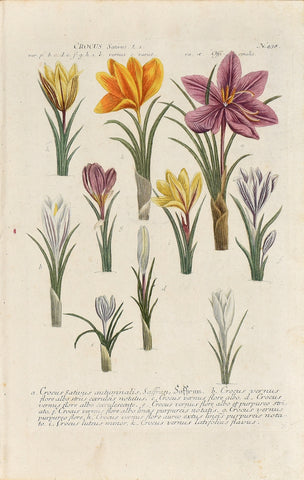 Johann Wilhelm Weinmann (1683-1741) Crocus (Saffron) N. 438