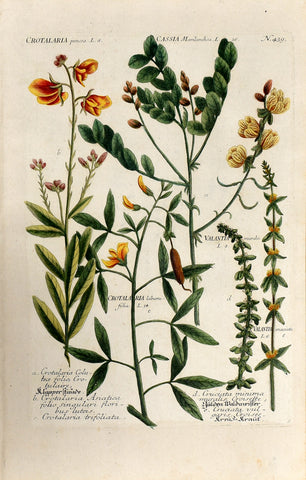 Johann Wilhelm Weinmann (1683-1741) Crotalaria (Rattlepod) & Cassia (Senna) N. 439
