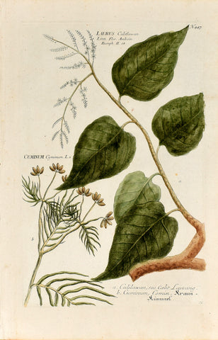 Johann Wilhelm Weinmann (1683-1741) Laurus (Laurel) & Cuminum cyminum (Cumin) N. 447