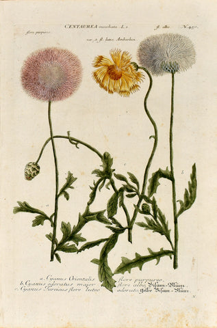 Johann Wilhelm Weinmann (1683-1741) Centaurea moschata (Sweet Sultan) N. 450