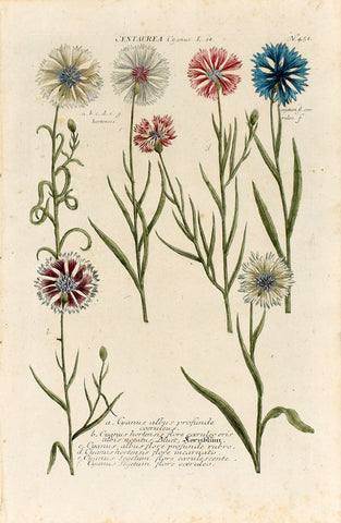 Johann Wilhelm Weinmann (1683-1741) Centaurea cyanus (Cornflower) N. 451