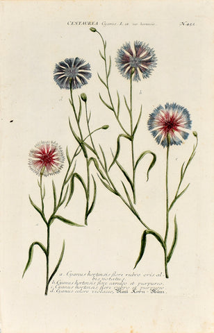 Johann Wilhelm Weinmann (1683-1741) Centaurea cyanus (Cornflower) N. 452
