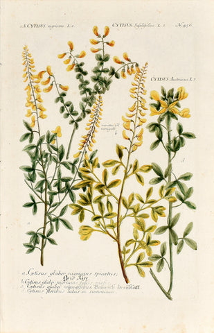 Johann Wilhelm Weinmann (1683-1741) Cytisus (Broom) N. 456