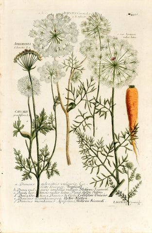 Johann Wilhelm Weinmann (1683-1741) Daucus (Carrot) & Athamanta (Athamanta) N. 458