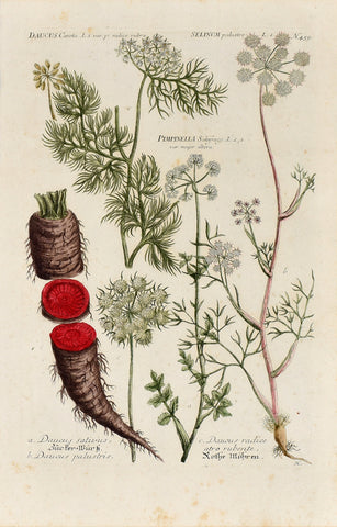 Johann Wilhelm Weinmann (1683-1741) Daucus (Carrot) & Selinum (Milk Parsley) N. 459