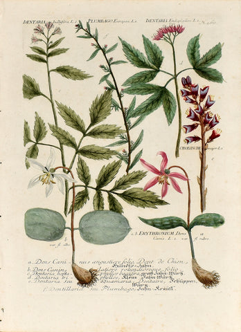 Johann Wilhelm Weinmann (1683-1741) Dentaria (Toothwort) N. 460
