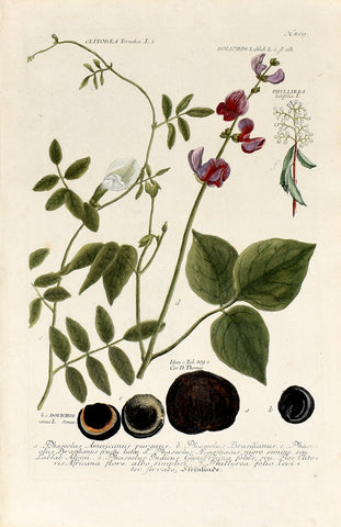 Johann Wilhelm Weinmann (1683-1741) Clitoria ternatea (Butterfly Pea) N. 809