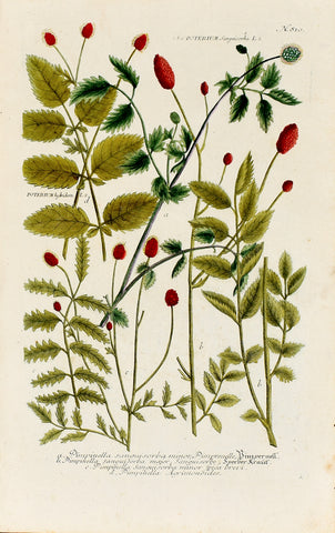 Johann Wilhelm Weinmann (1683-1741) Poterium sanguisorba (Burnet) N. 810