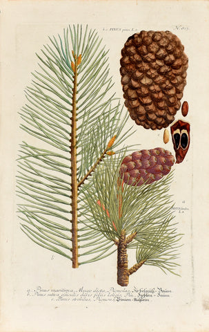 Johann Wilhelm Weinmann (1683-1741) Pinus (Pine) N. 813