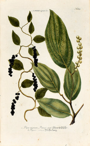 Johann Wilhelm Weinmann (1683-1741) Piper nigrum (Black Pepper) N. 815