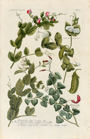 Johann Wilhelm Weinmann (1683-1741) Pisum (Pea) & Aristolochia (Birthwort) N. 817