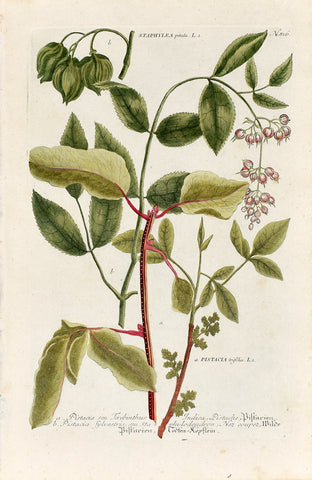 Johann Wilhelm Weinmann (1683-1741) Pistacia (Pistachio) N. 816