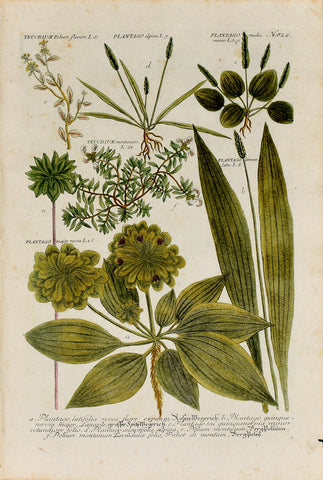 Johann Wilhelm Weinmann (1683-1741) Plantago (Plantain) & Teucrium (Germander) N. 822