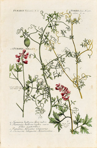 Johann Wilhelm Weinmann (1683-1741) Fumaria (Fumitory) N. 521