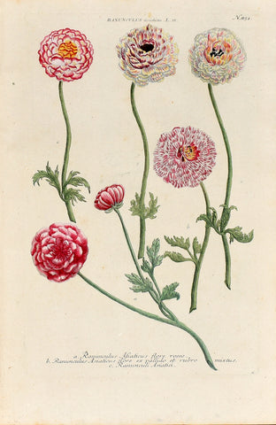Johann Wilhelm Weinmann (1683-1741) Ranunculus asiaticus (Persian Buttercup) N. 851