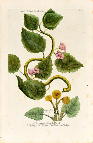 Johann Wilhelm Weinmann (1683-1741) Convolvulus (Turpeth) & Tussilago (Coltsfoot) N. 999
