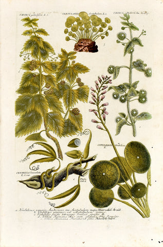 Johann Wilhelm Weinmann (1683-1741) Urtica (Nettle) N. 1019