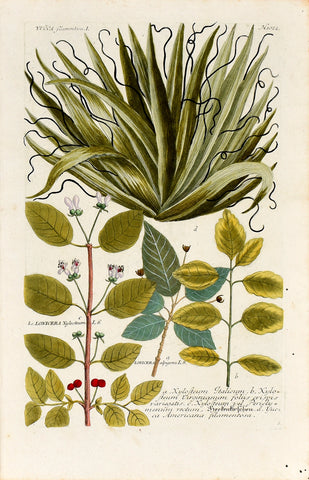 Johann Wilhelm Weinmann (1683-1741) Yucca (Adam’s Needle) N. 1022
