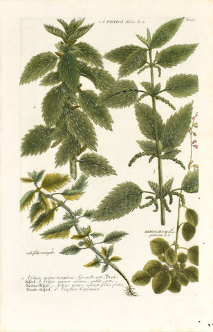 Johann Wilhelm Weinmann (1683-1741) Urtica dioica (Stinging Nettle) N. 1020