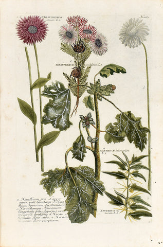 Johann Wilhelm Weinmann (1683-1741) Xanthium (Cocklebur) N. 1021