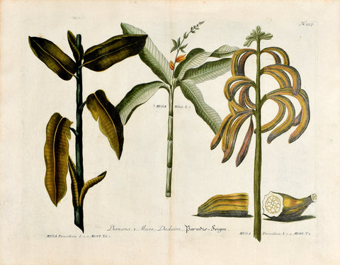 Johann Wilhelm Weinmann (1683-1741) Musa paradisiaca (Banana) N. 227
