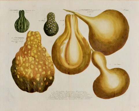 Johann Wilhelm Weinmann (1683-1741) Cucurbita lagenaria (Bottle Gourd) N. 443