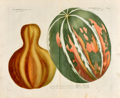 Johann Wilhelm Weinmann (1683-1741) Cucurbita (Bottle Gourd) & Cucurbita pepo (Pumpkin) N. 444