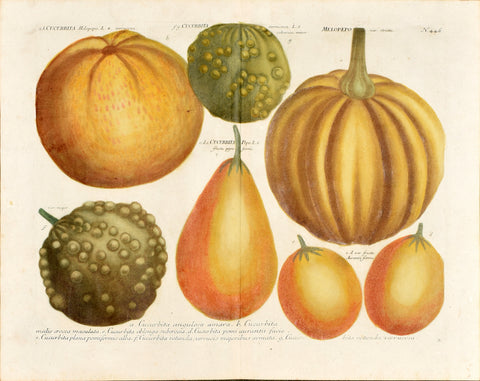 Johann Wilhelm Weinmann (1683-1741) Cucurbita melopepo (Pumpkin) & Pepo (Pumpkin) N. 446